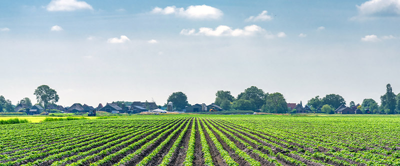 Farm field