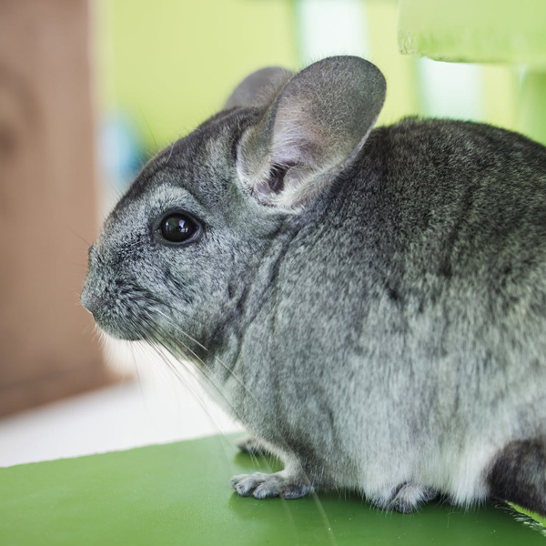 A chinchilla
