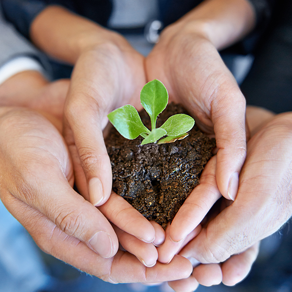 plant in hands