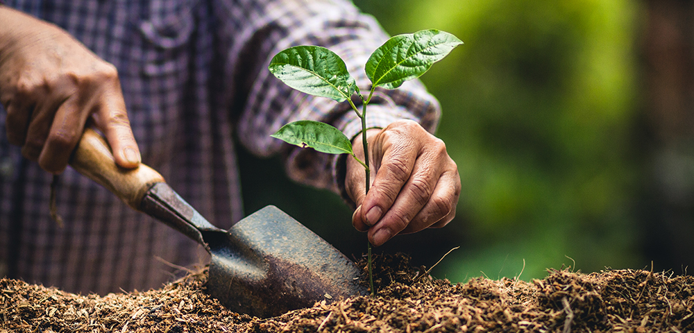 planting