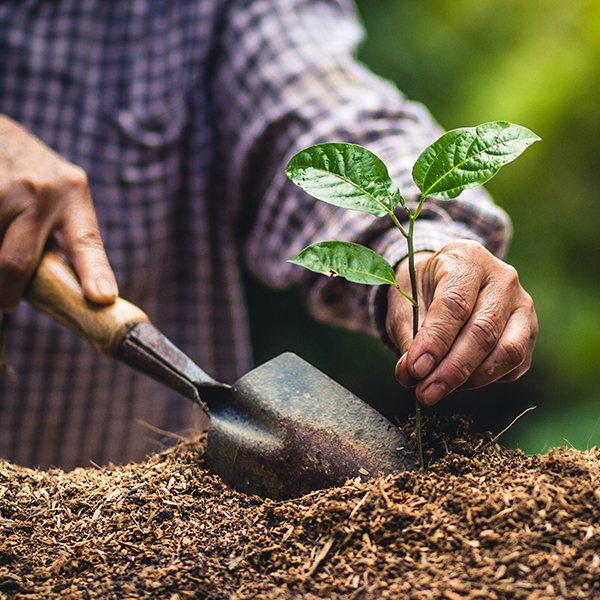 planting